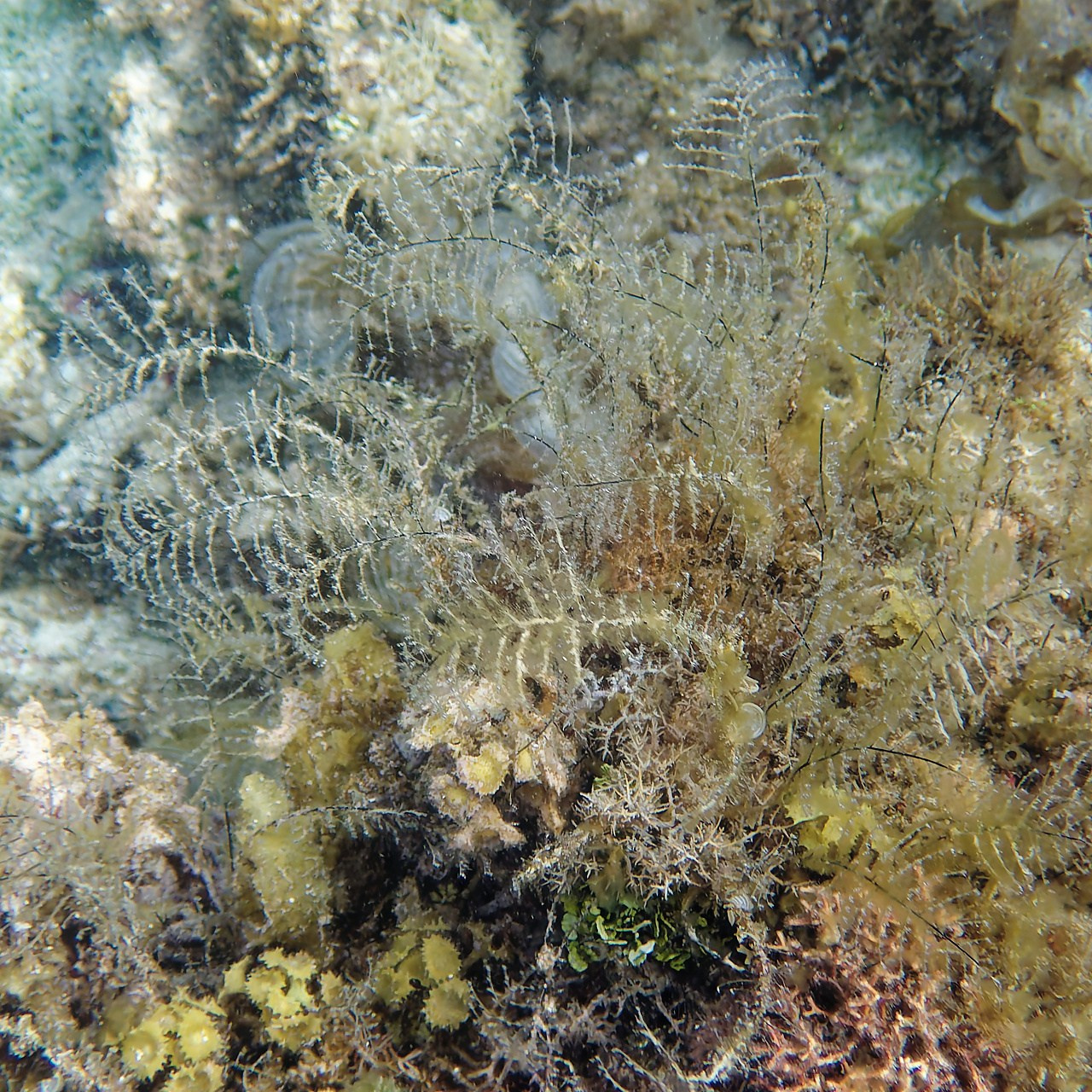 Мне посмотреть. Рыбов показываю