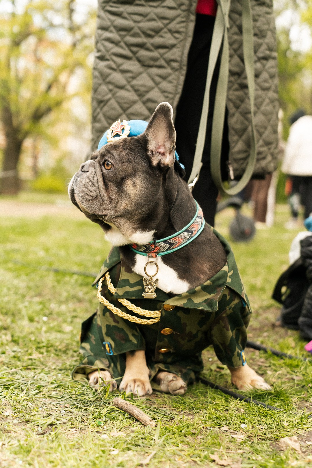 Парад Бульдогов. Axenov_eugene