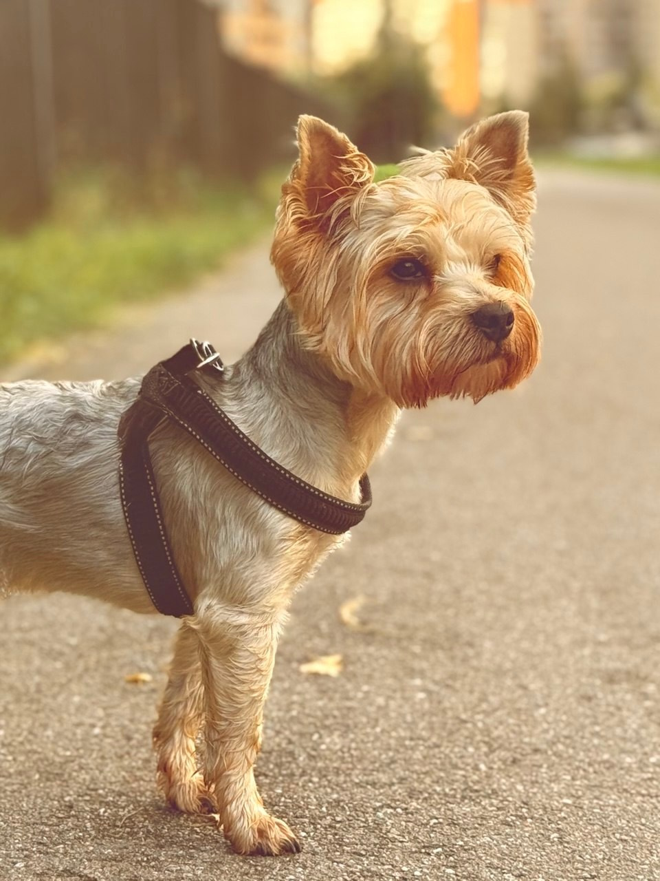«Собака». Фотограф в Санкт-Петербурге — портретная и жанровая съёмка