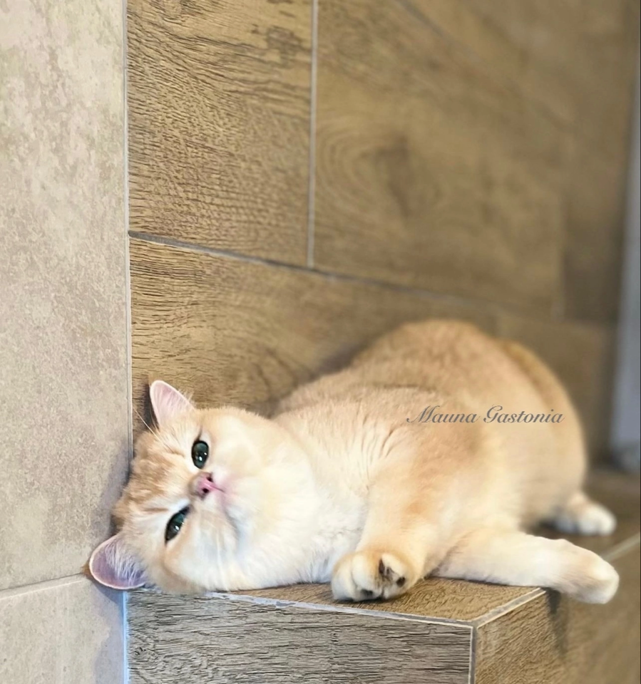 Grace. Mauna Gastonia