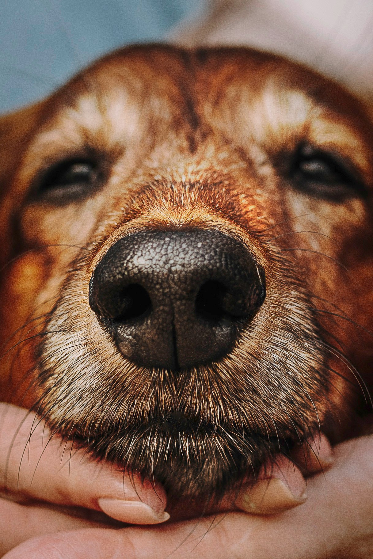 Фотосессия с длиношерстной таксой на пляжн. Фотограф анималист в Спб недорого Олеся Майорова