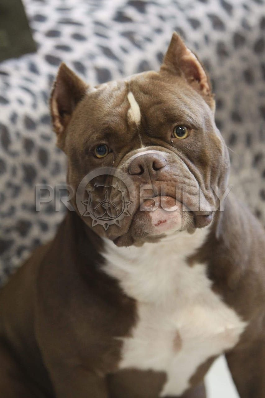 Шоколадный булли с серьезным взглядом