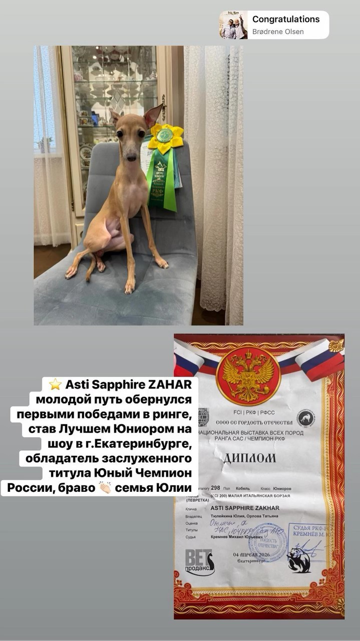 Итоги апреля. Профессиональный питомник левреток РКФ/FCI ASTI SAPPHIRE 💎 Сочи|Санкт-Петербург