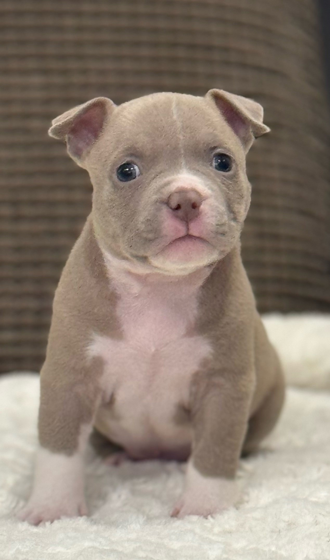 официальный питомник American Bully в Екатеринбурге 