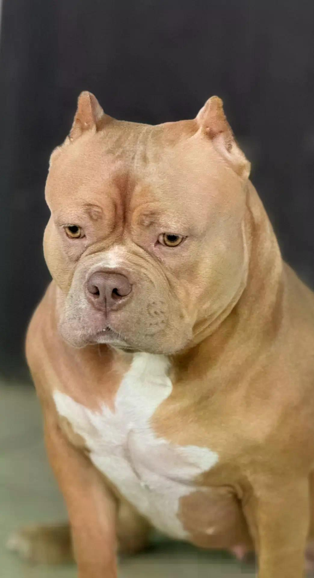 Булли покет сука Савана. ПИТОМНИК СОБАК ПОРОДЫ АМЕРИКАНСКИЙ БУЛЛИ