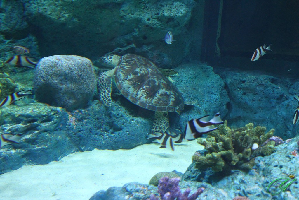 Тайланд. Пхукет 2013. Улица, люди, жизнь…