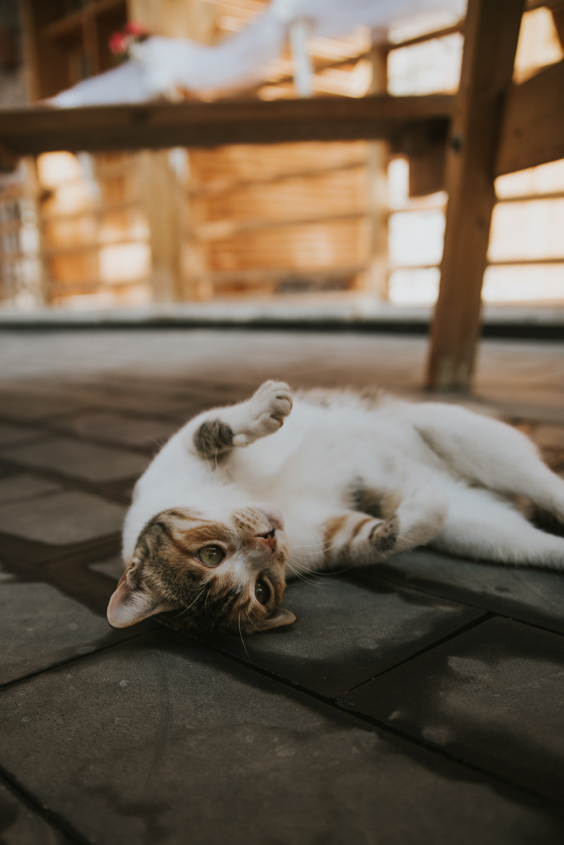 BASSEM&NADIA. Photographe de mariage et de famille à Sharm El Sheikh Natalia Matlina
