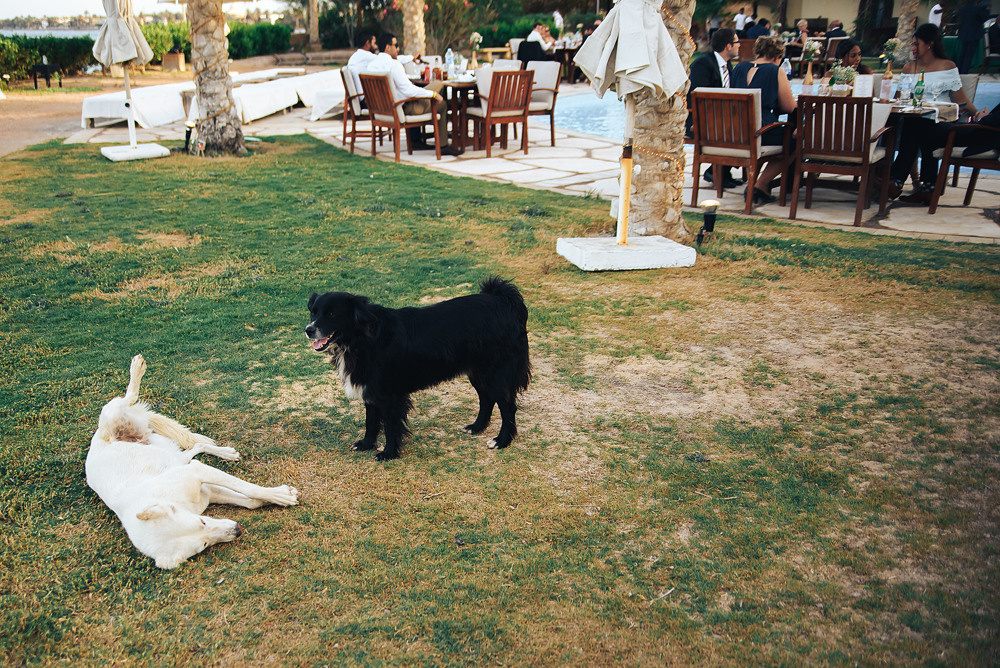 JESSICA&ZEYAD. Photographe de mariage et de famille à Sharm El Sheikh Natalia Matlina