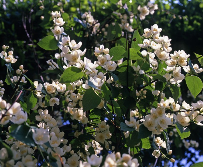 Весна. ВАДИМ ГИППЕНРЕЙТЕР — ВЕЛИКИЙ ФОТОГРАФ ЗЕМЛИ РУССКОЙ