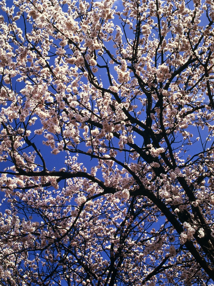 Весна. ВАДИМ ГИППЕНРЕЙТЕР — ВЕЛИКИЙ ФОТОГРАФ ЗЕМЛИ РУССКОЙ