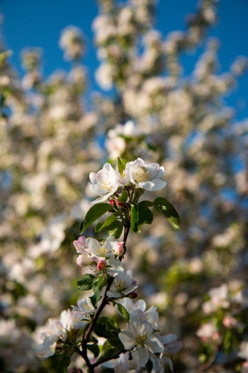Макро. Фотографирую мир