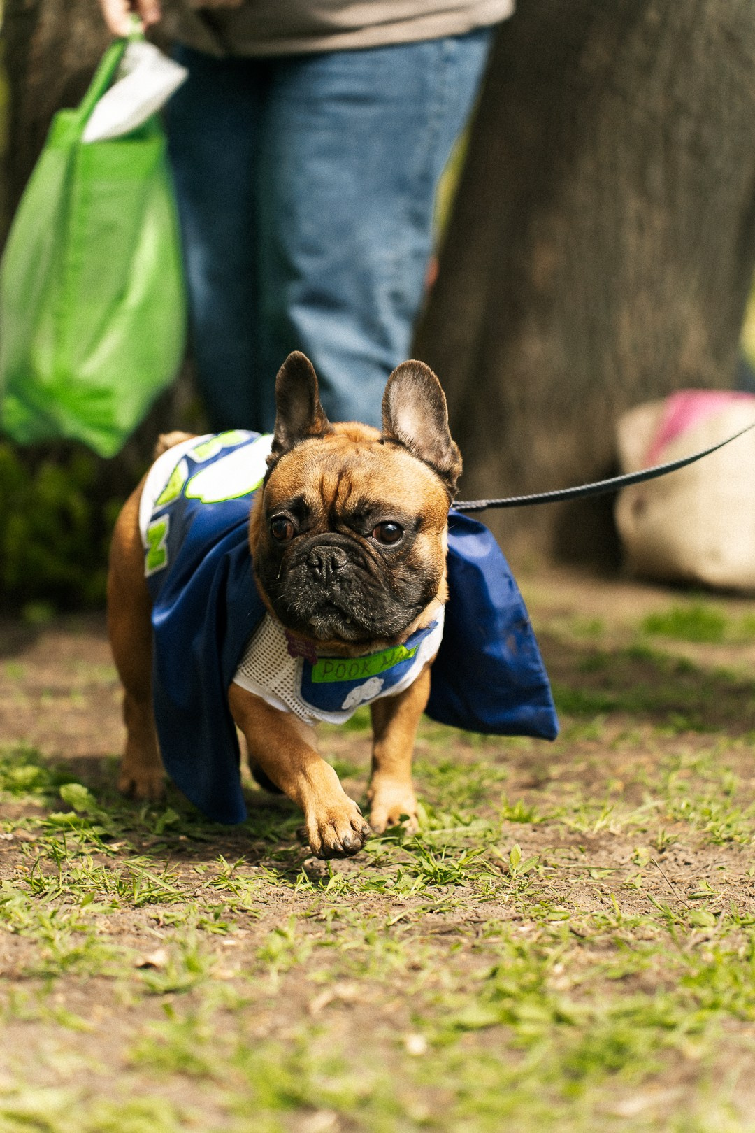 Парад Бульдогов. Axenov_eugene