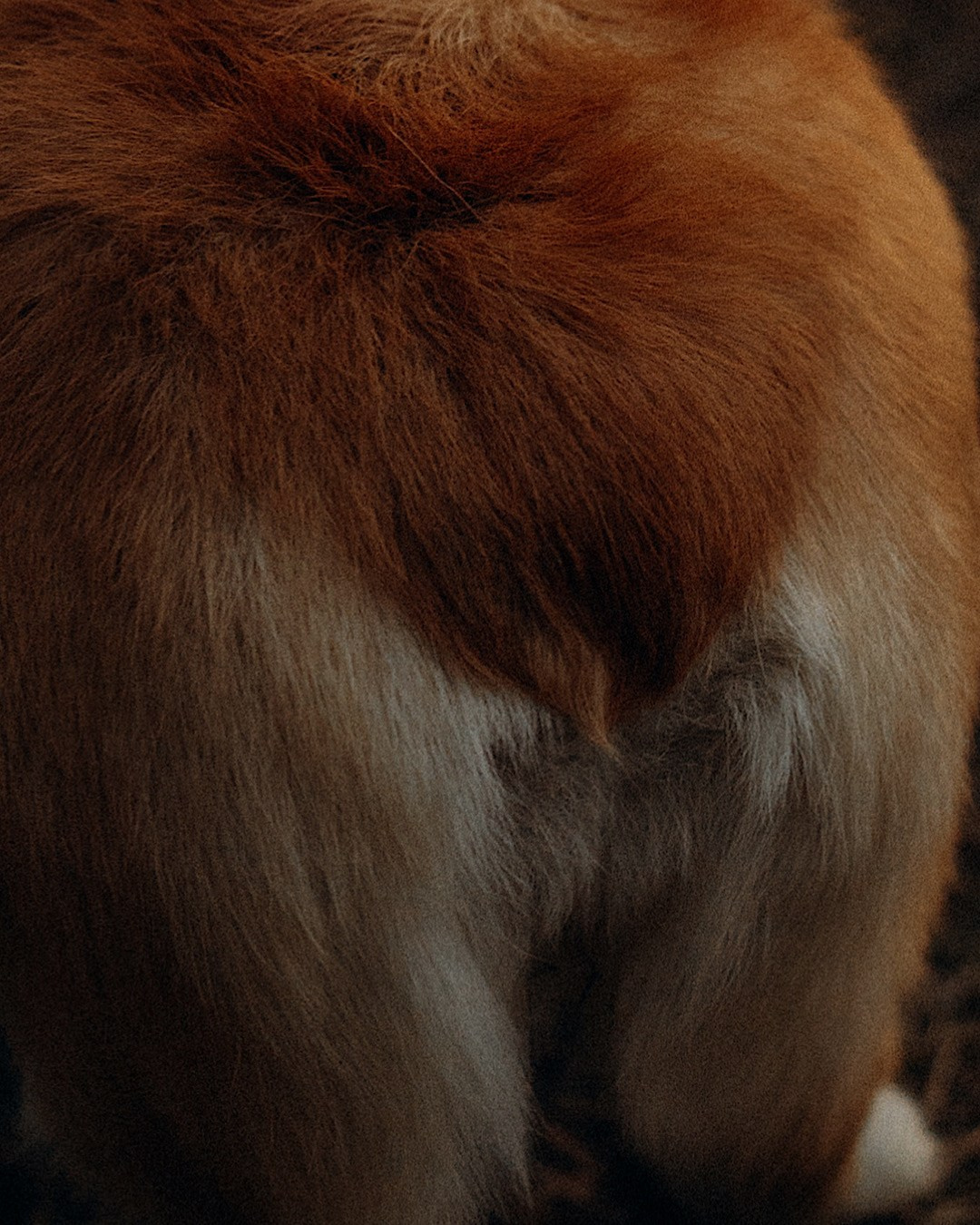 Катя и Берта. Фотограф анималист в Москве и Санкт-Петербурге Свиридова Анна