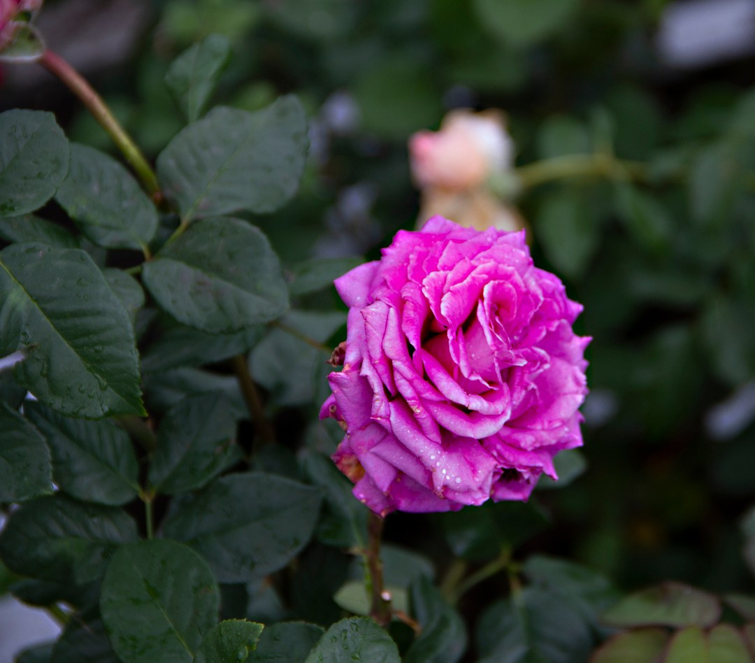 Репортаж день города. Фотограф Екатеринбург Екатерина Красноперова