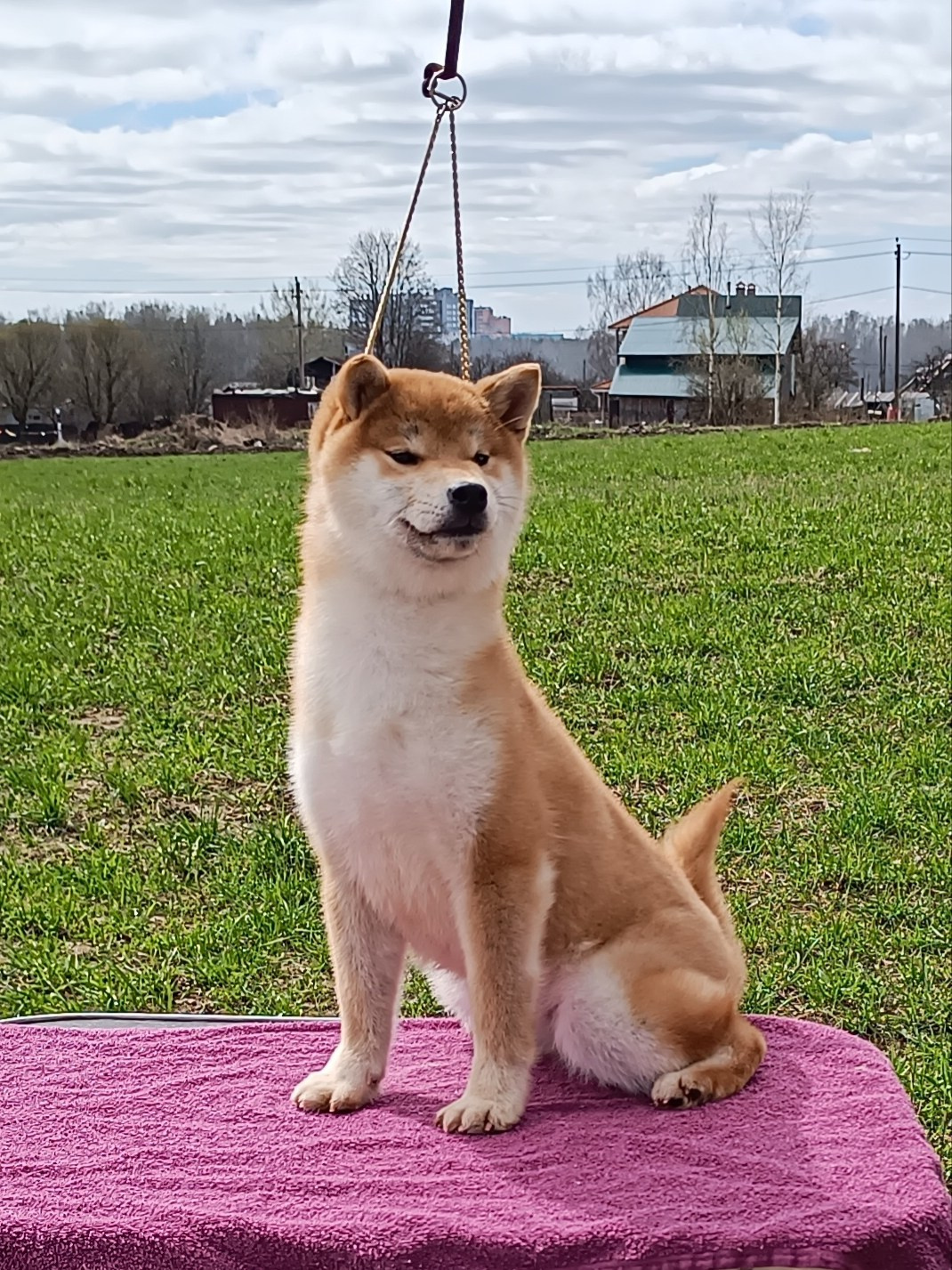 Rubylight Bella * Белла. Американская акита I Сиба ину I Питомник RUBYLIGHT