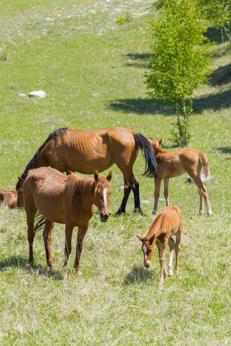 Животные. Photomantis