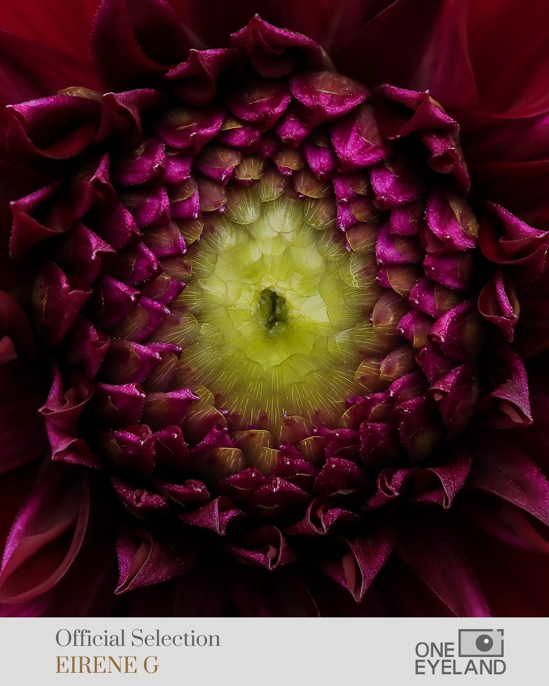 ONEEYELAND GALLERY. Eirene G |  Photoartist | Flowers from my garden