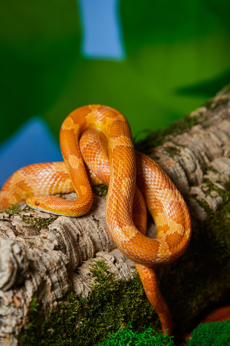 Съёмка животных — змея свернулась кольцом на коряге.