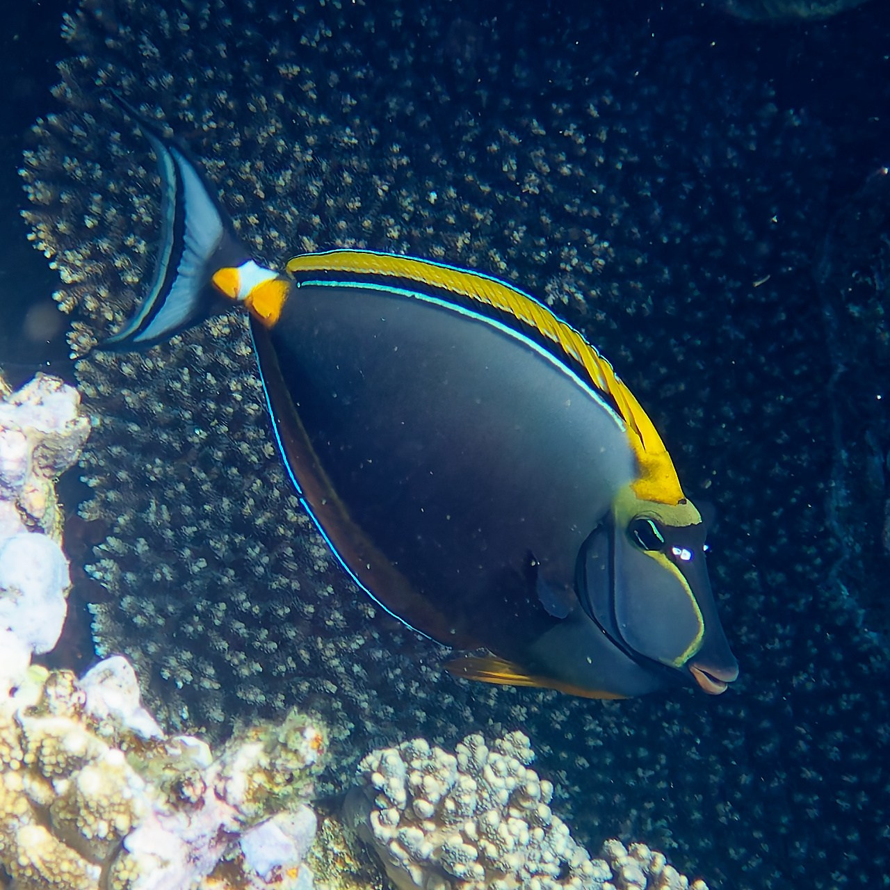 Мне посмотреть. Рыбов показываю