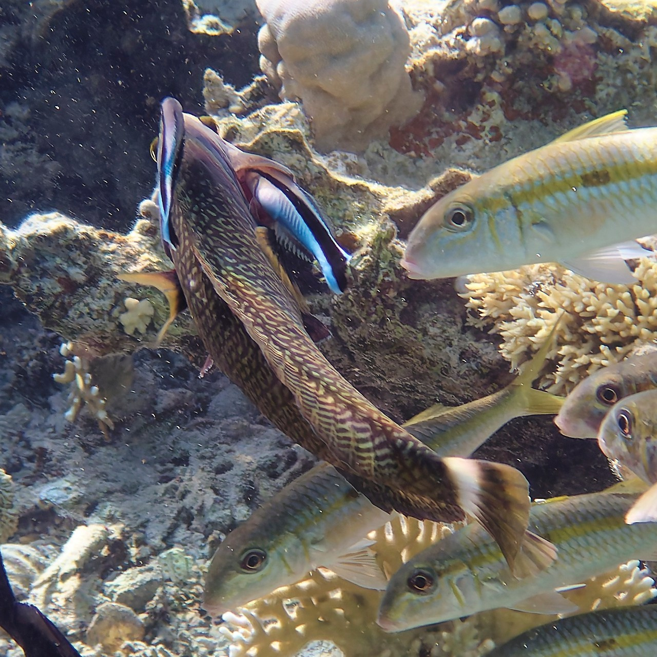 Мне посмотреть. Рыбов показываю