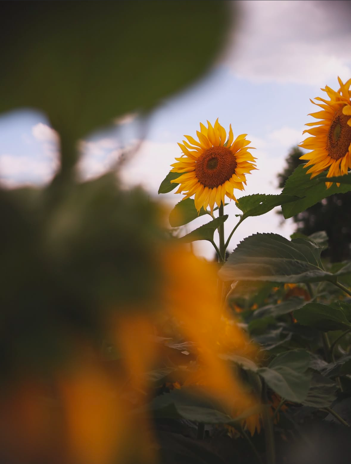Подсолнухи. Семейный и свадебный фотограф в Минске Юлия Грин