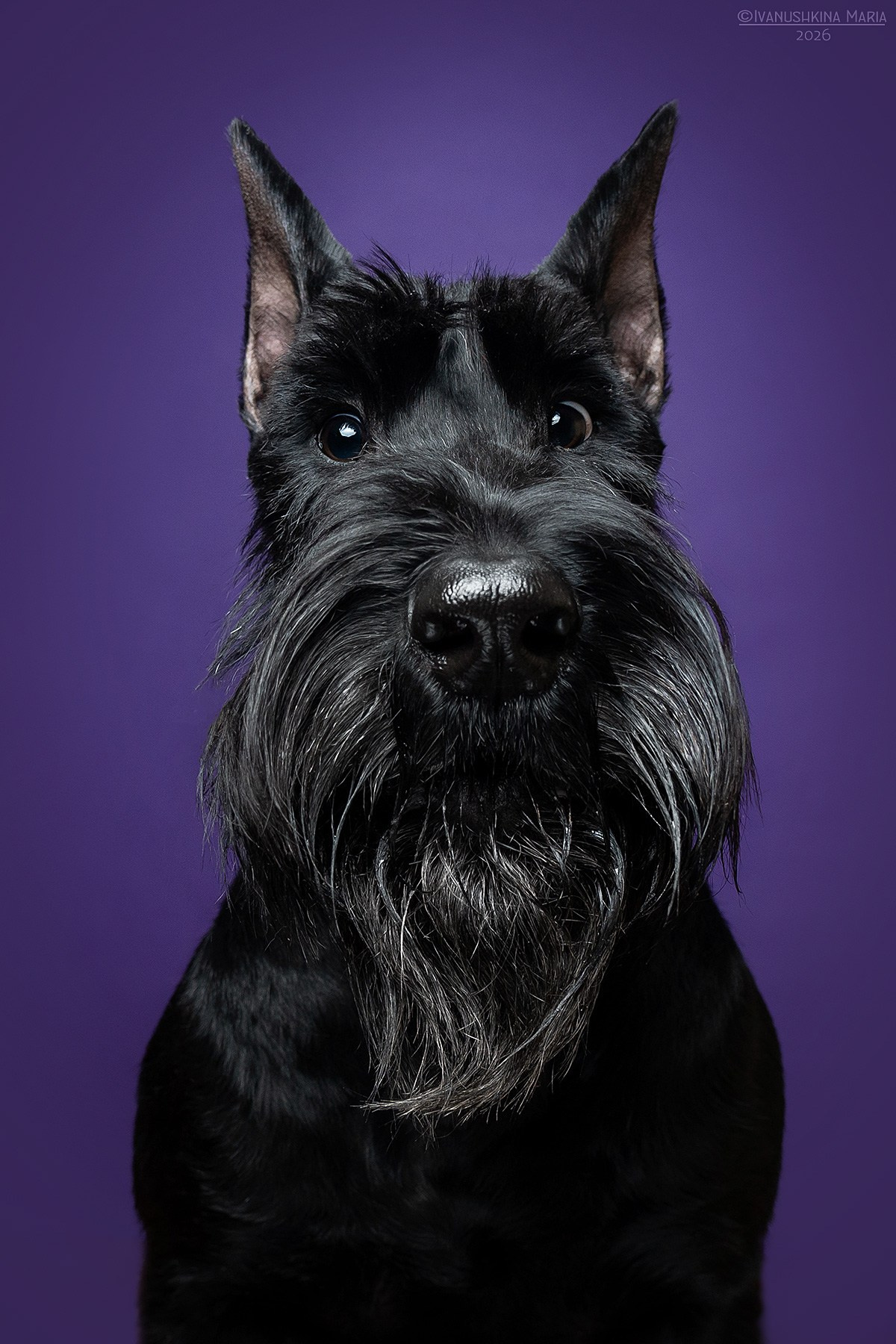 Фотосессия собаки в студии. Фотограф собак в Москве и Московской области Иванушкина Мария