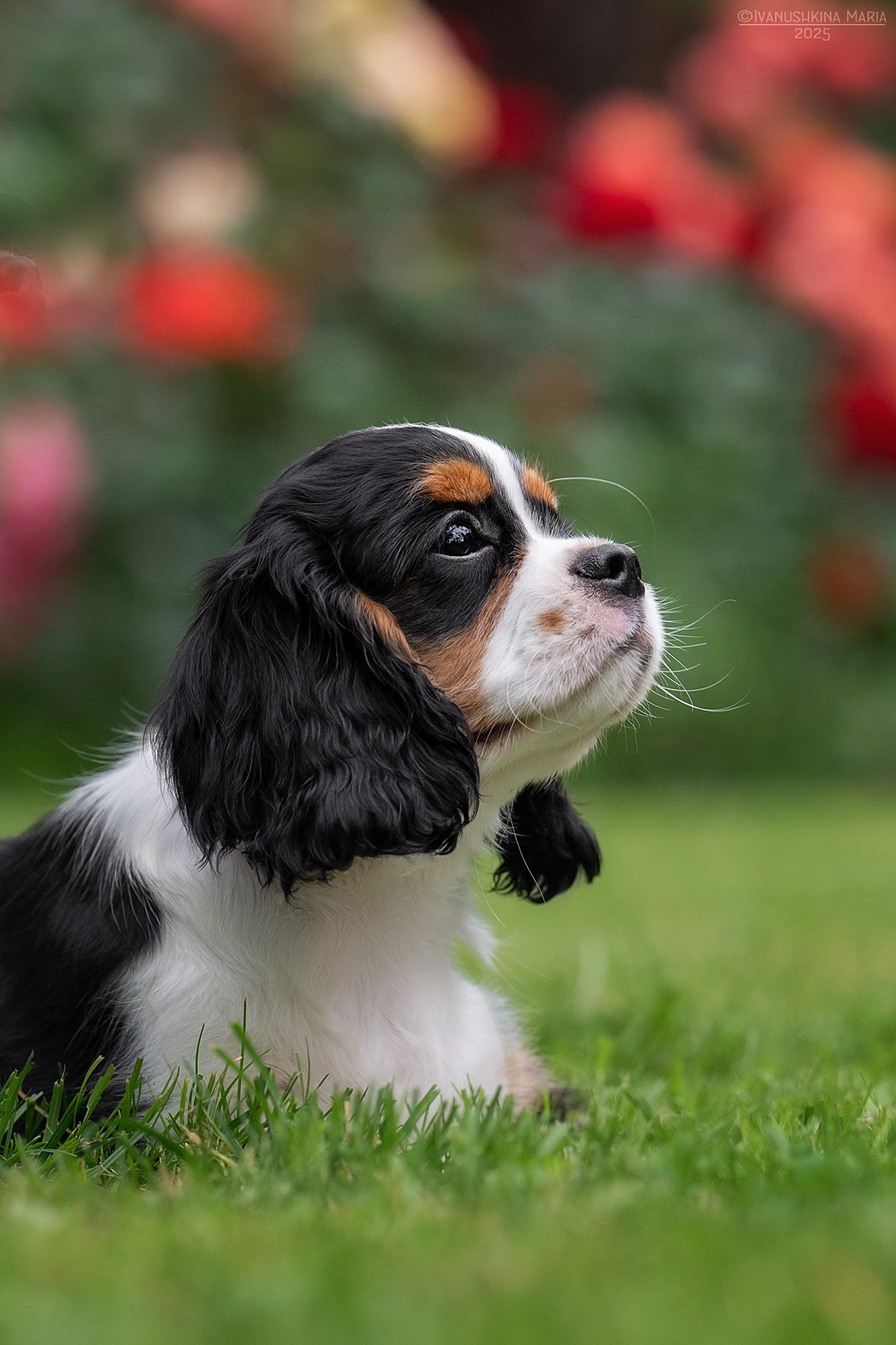 Фотосессия щенков на продажу. Фотограф собак в Москве и Московской области Иванушкина Мария