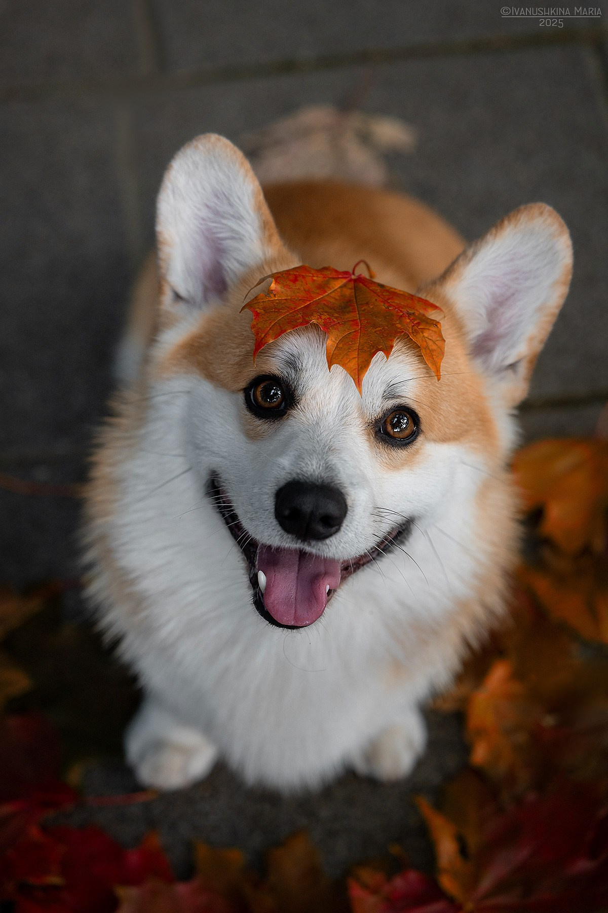 Фотограф-анималист. Фотограф собак в Москве и Московской области Иванушкина Мария