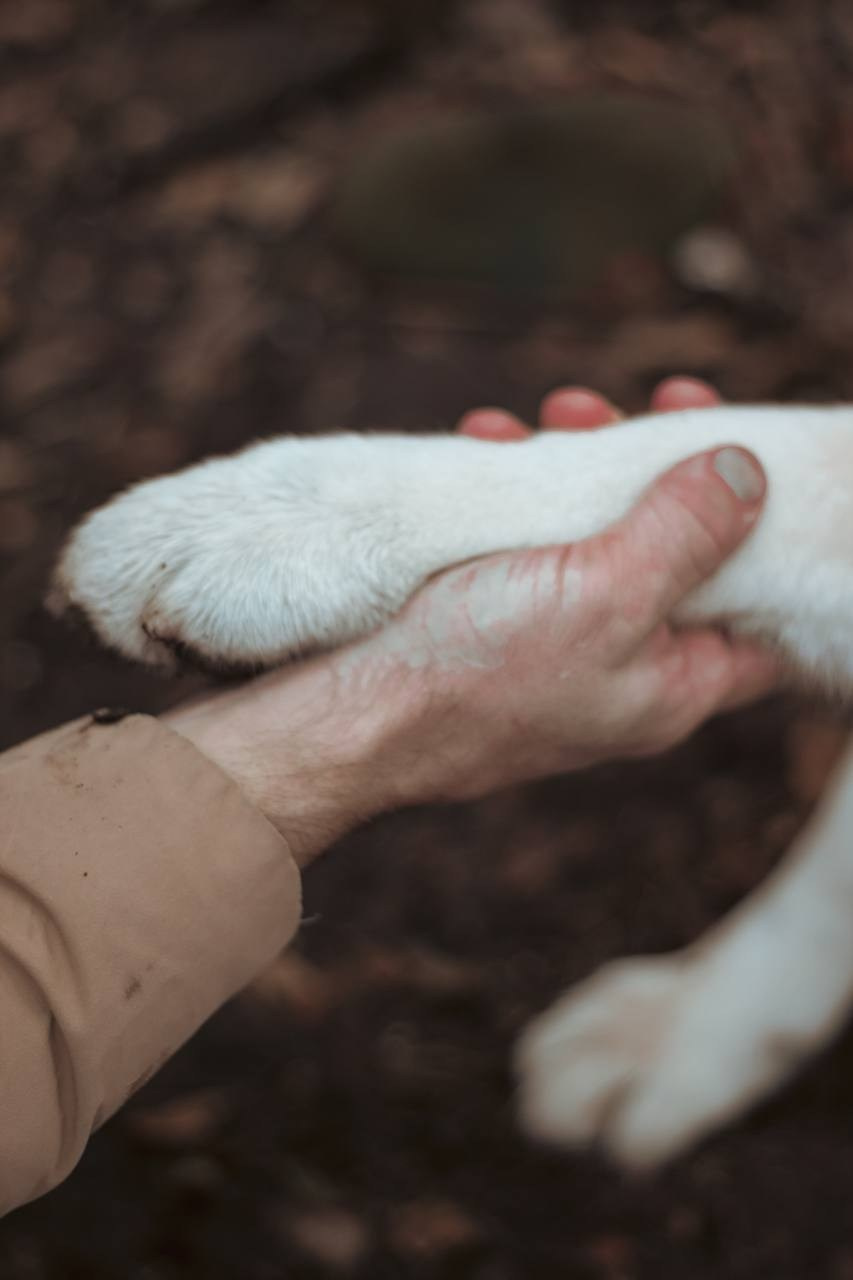 Лёша и верный друг Кейко. Ваш семейный фотограф в Минске — Вика Трегубова