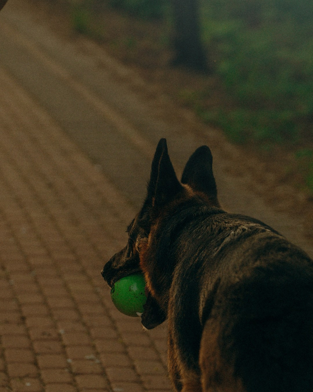 Людмила и Марта. Фотограф анималист в Москве и Санкт-Петербурге Свиридова Анна