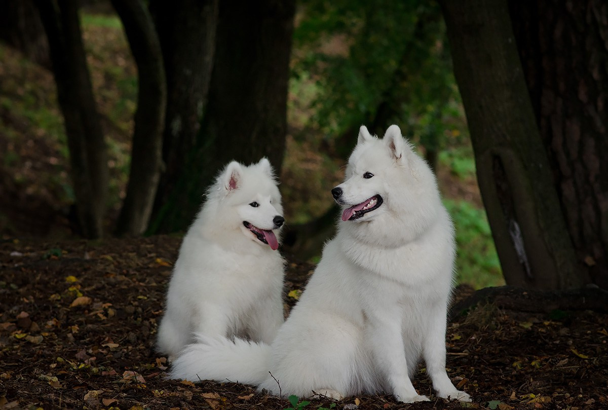 ЖЫВЁЛЫ. Вясельны і партрэтны фатограф Сяргей Клемянок