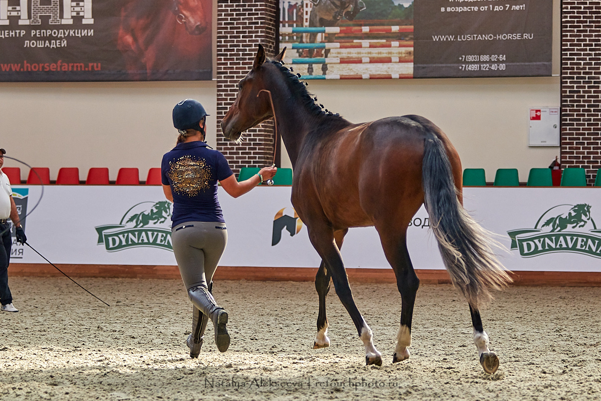 Конная Россия 2019, Maxima Stables | 09'2019. Репортажный фотограф и ретушер в Москве Наталья Алексеева