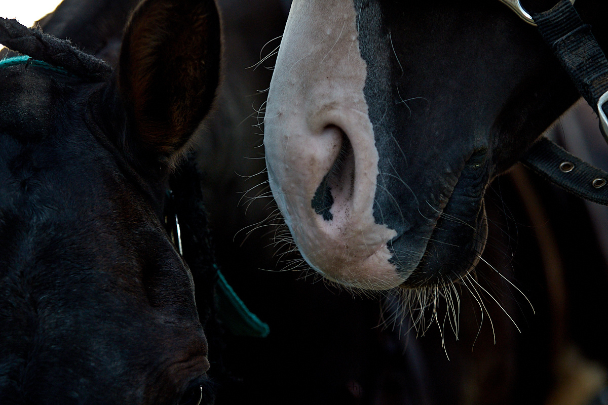 Конная Россия 2019, Maxima Stables | 09'2019. Репортажный фотограф и ретушер в Москве Наталья Алексеева