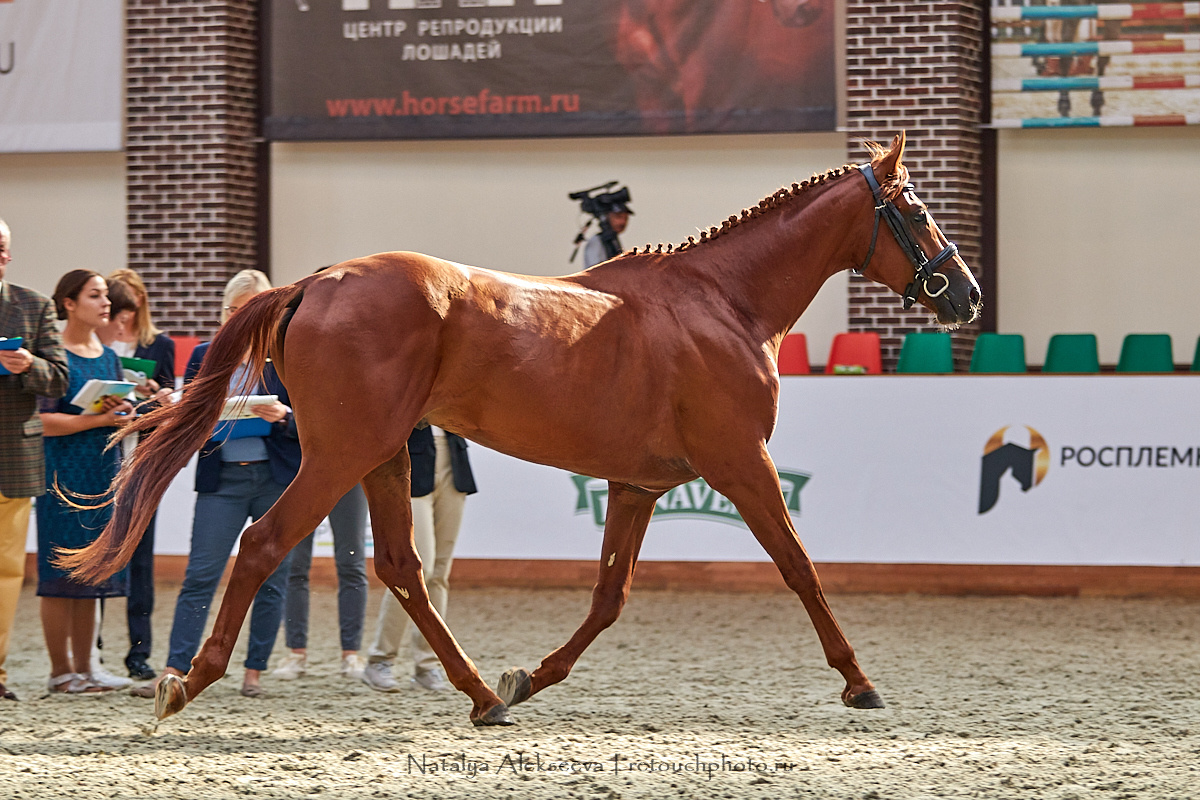 Конная Россия 2019, Maxima Stables | 09'2019. Репортажный фотограф и ретушер в Москве Наталья Алексеева