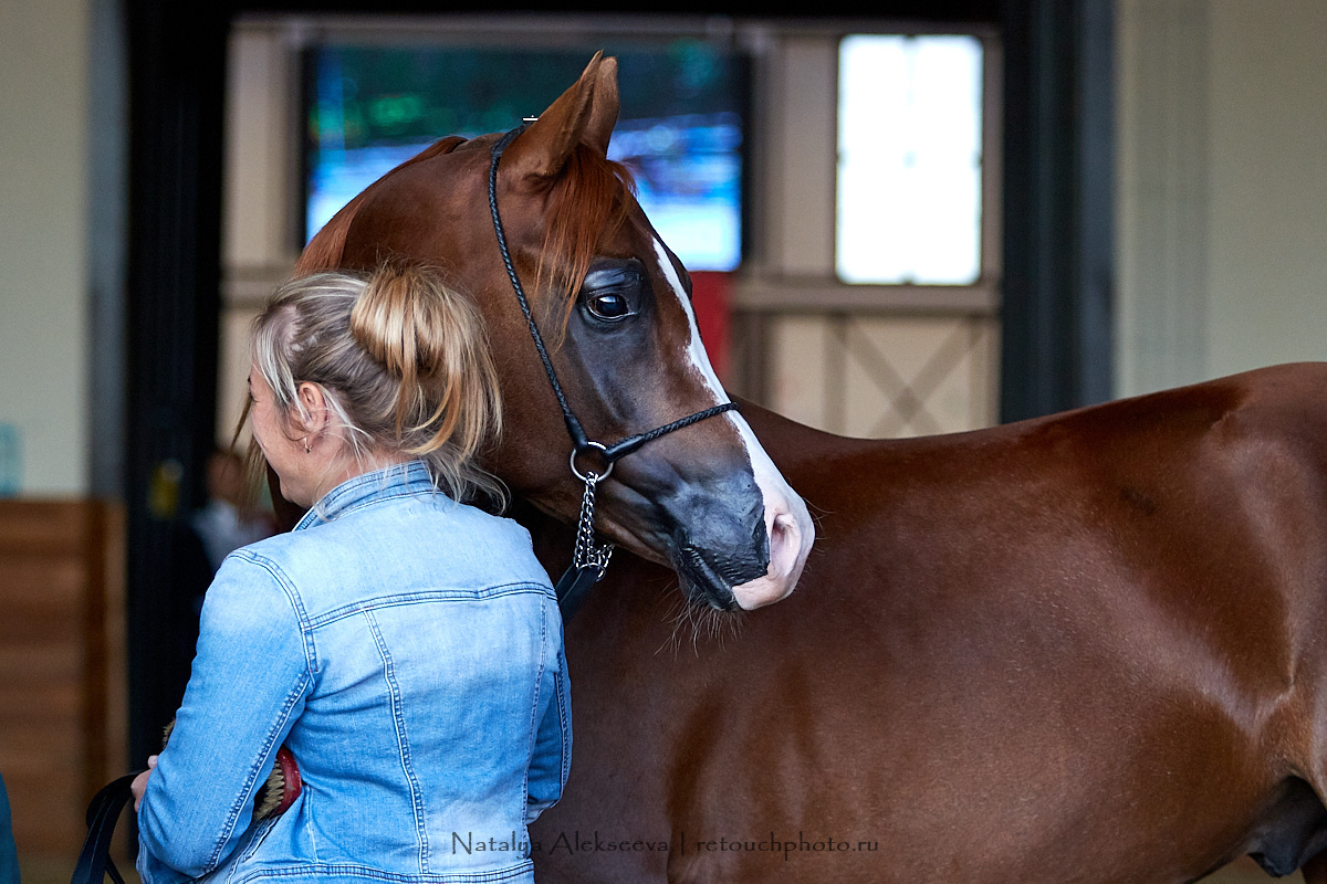 Конная Россия 2019, Maxima Stables | 09'2019. Репортажный фотограф и ретушер в Москве Наталья Алексеева