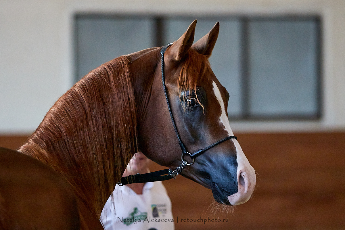Конная Россия 2019, Maxima Stables | 09'2019. Репортажный фотограф и ретушер в Москве Наталья Алексеева