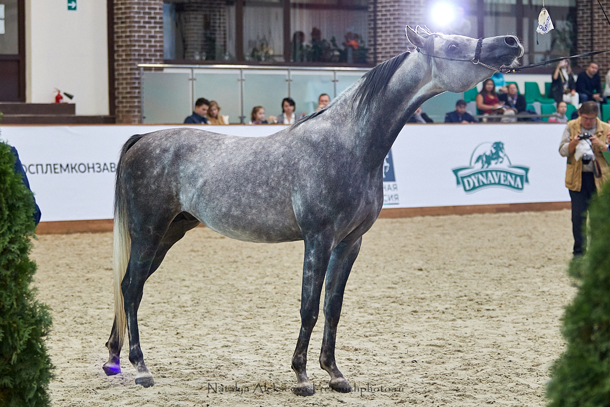 Конная Россия 2019, Maxima Stables | 09'2019. Репортажный фотограф и ретушер в Москве Наталья Алексеева