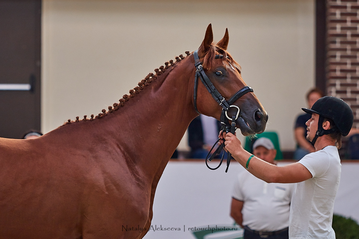 Конная Россия 2019, Maxima Stables | 09'2019. Репортажный фотограф и ретушер в Москве Наталья Алексеева