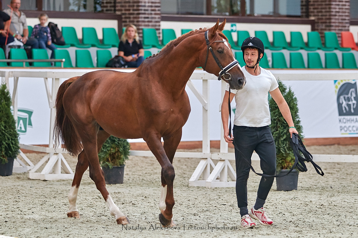 Конная Россия 2019, Maxima Stables | 09'2019. Репортажный фотограф и ретушер в Москве Наталья Алексеева