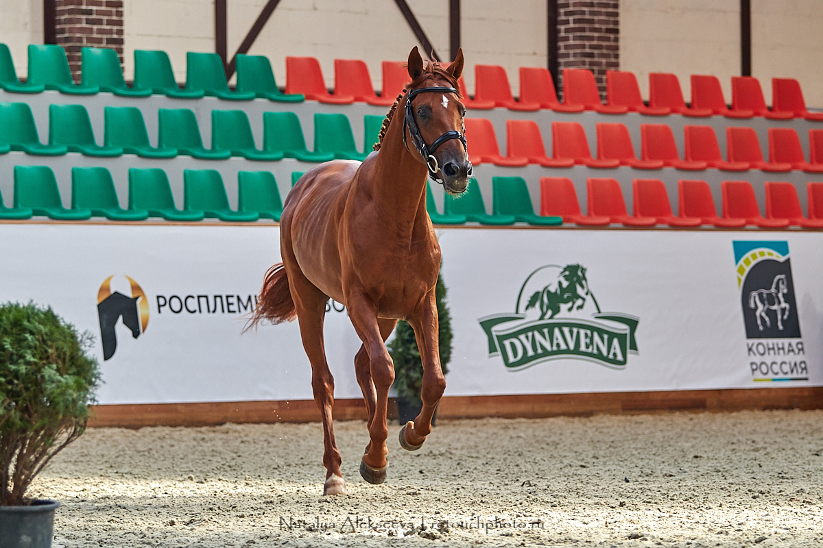 Конная Россия 2019, Maxima Stables | 09'2019. Репортажный фотограф и ретушер в Москве Наталья Алексеева