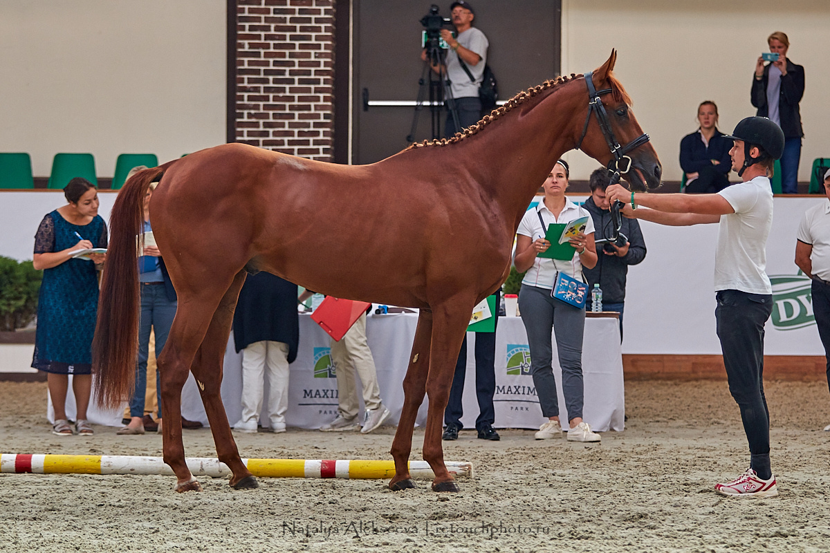 Конная Россия 2019, Maxima Stables | 09'2019. Репортажный фотограф и ретушер в Москве Наталья Алексеева