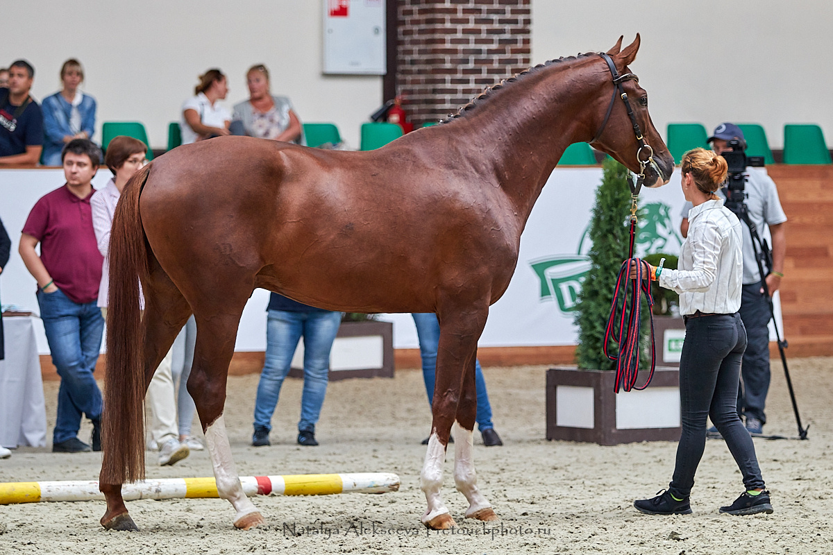 Конная Россия 2019, Maxima Stables | 09'2019. Репортажный фотограф и ретушер в Москве Наталья Алексеева