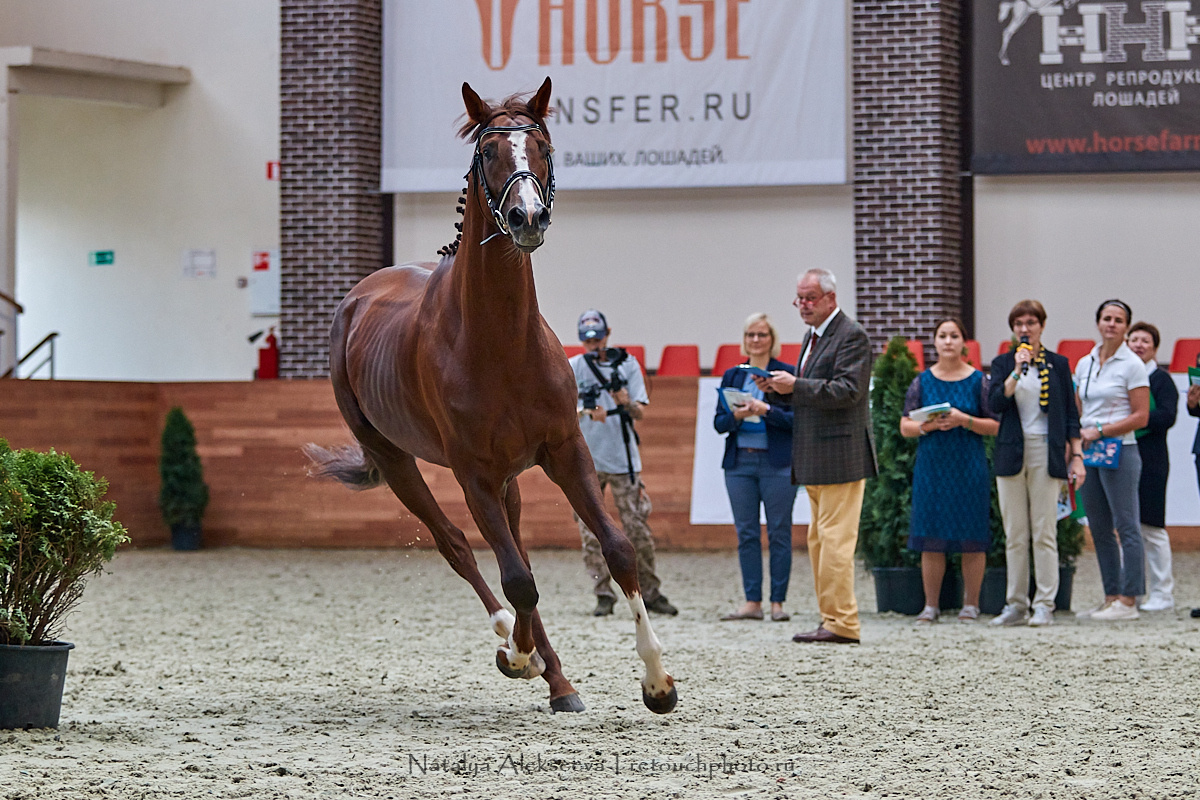 Конная Россия 2019, Maxima Stables | 09'2019. Репортажный фотограф и ретушер в Москве Наталья Алексеева