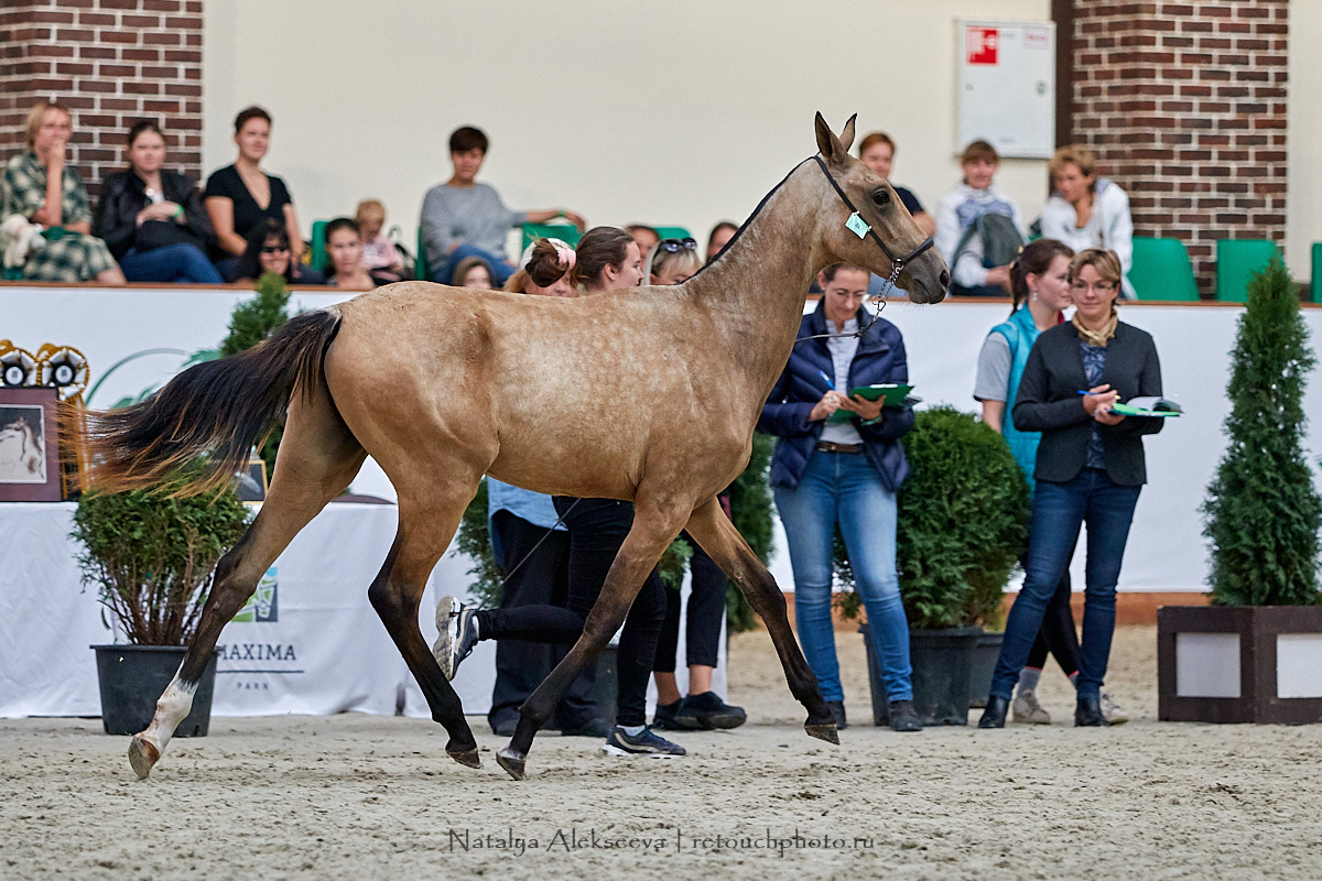 Конная Россия 2019, Maxima Stables | 09'2019. Репортажный фотограф и ретушер в Москве Наталья Алексеева