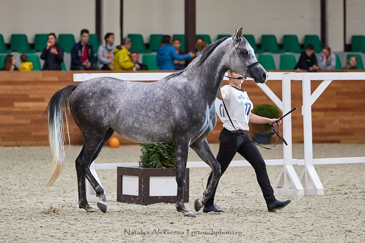 Конная Россия 2019, Maxima Stables | 09'2019. Репортажный фотограф и ретушер в Москве Наталья Алексеева