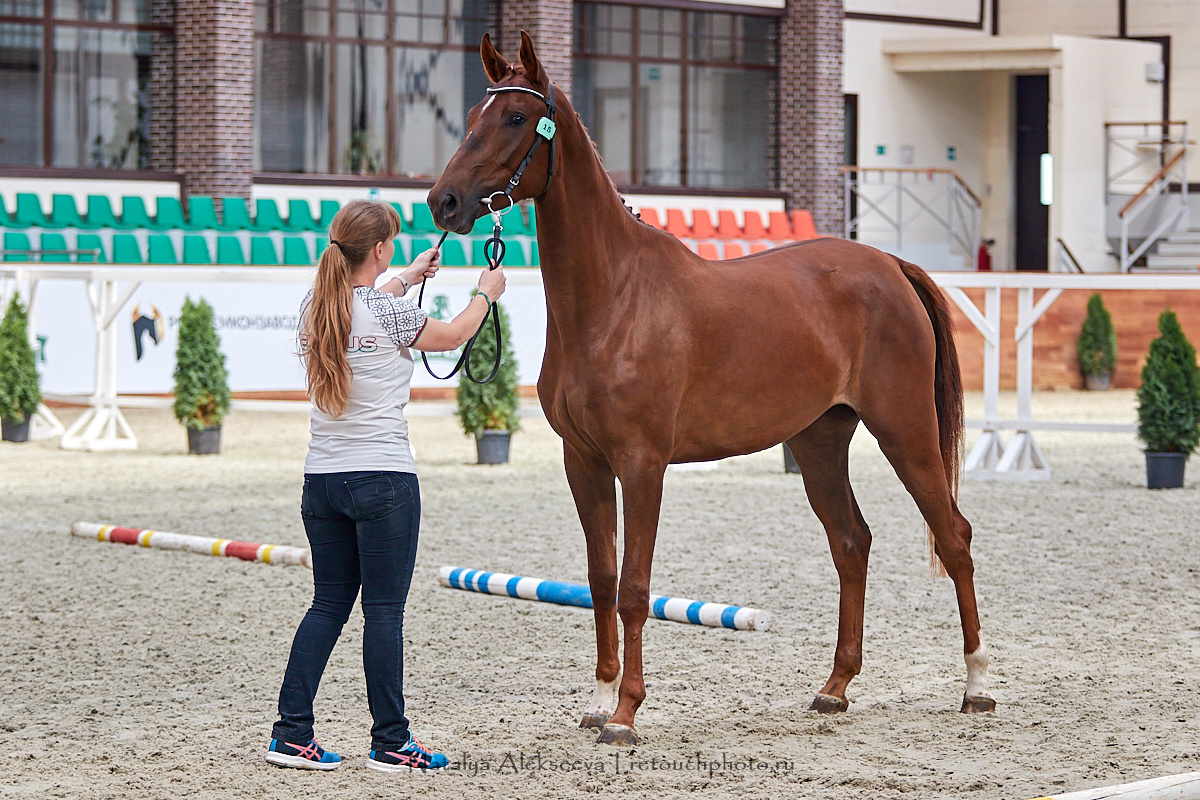 Конная Россия 2019, Maxima Stables | 09'2019. Репортажный фотограф и ретушер в Москве Наталья Алексеева