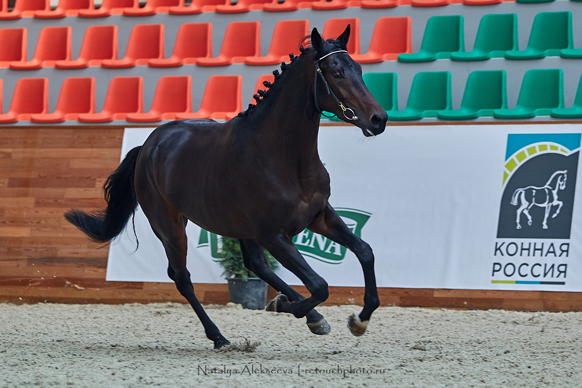 Конная Россия 2019, Maxima Stables | 09'2019. Репортажный фотограф и ретушер в Москве Наталья Алексеева