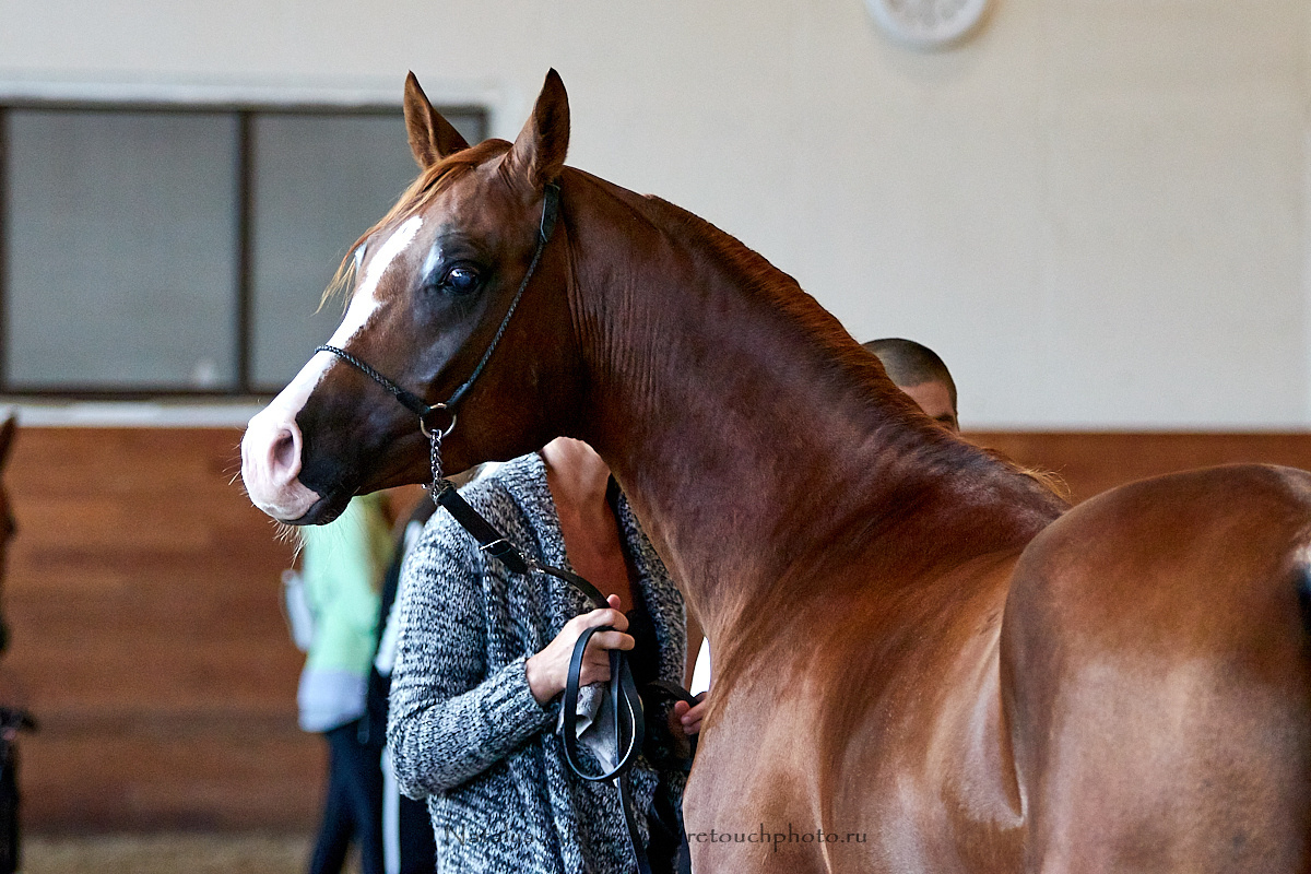 Конная Россия 2019, Maxima Stables | 09'2019. Репортажный фотограф и ретушер в Москве Наталья Алексеева