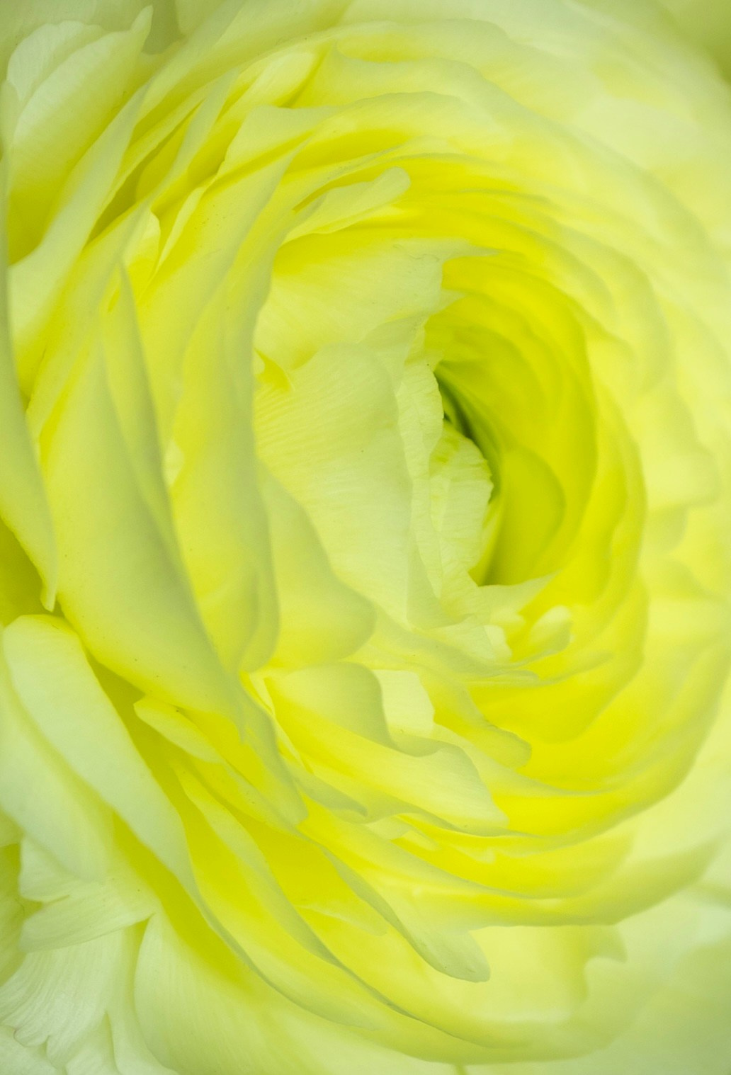 Цветы-Экспо 2025. Фотосессии и репортаж — Фотограф в Москве — Рина Серёгина