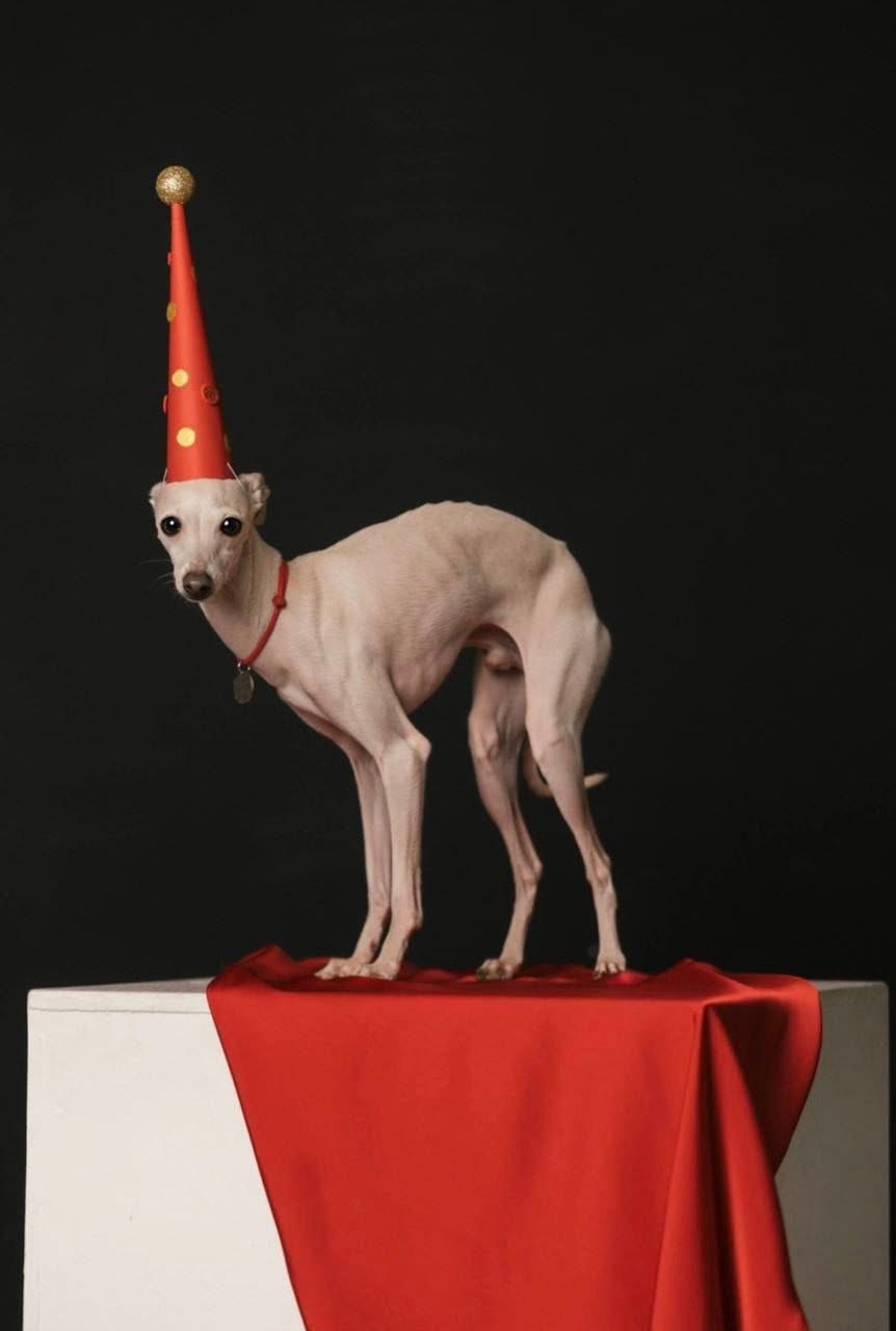 Профессиональный питомник левреток РКФ/FCI ASTI SAPPHIRE 💎 Сочи|Санкт-Петербург